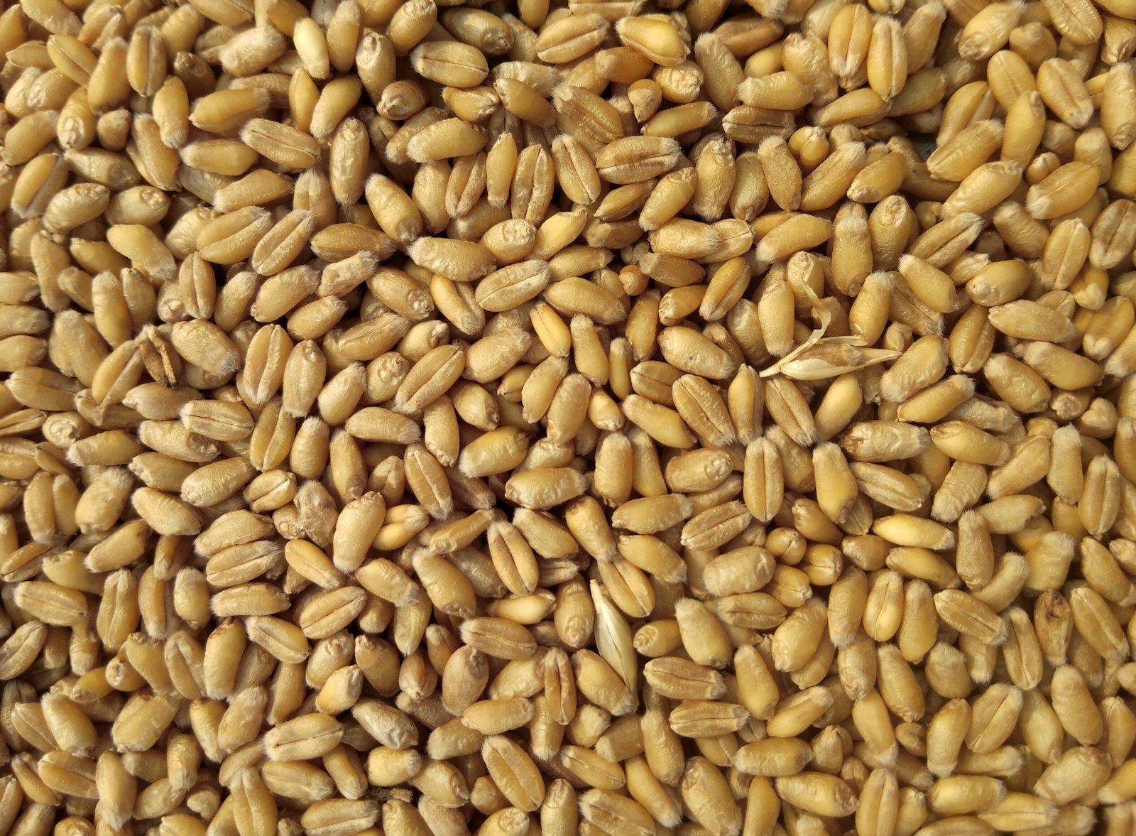 A bowl of pale stone-milled flour